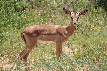 South Afrikan impala