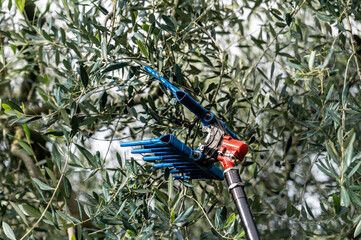 tool for olive harvesting on the column