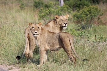 Fototapeta na wymiar South Afrikan Lion