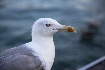 Detail of a seagull 