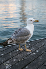 Seagull in Barcelona