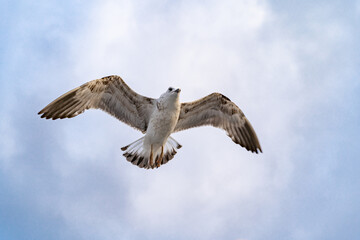 Birds, bird, wings, gulls, gull, tern, hawk, Falcon, sky, atmosphere, clouds, wind, height, flight, sea, day