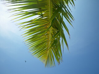 Palmleaf in de sky