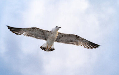 Birds, bird, wings, gulls, gull, tern, hawk, Falcon, sky, atmosphere, clouds, wind, height, flight, sea, day