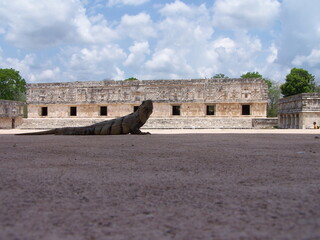Lizard for Maya temple