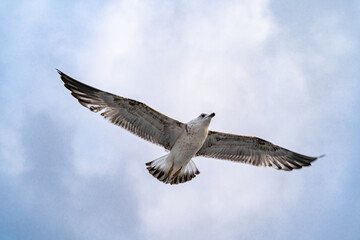 Birds, bird, wings, gulls, gull, tern, hawk, Falcon, sky, atmosphere, clouds, wind, height, flight, sea, day