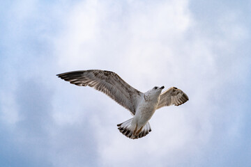 Birds, bird, wings, gulls, gull, tern, hawk, Falcon, sky, atmosphere, clouds, wind, height, flight, sea, day