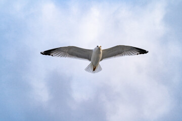 Birds, bird, wings, gulls, gull, tern, hawk, Falcon, sky, atmosphere, clouds, wind, height, flight, sea, day