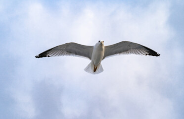 Birds, bird, wings, gulls, gull, tern, hawk, Falcon, sky, atmosphere, clouds, wind, height, flight, sea, day