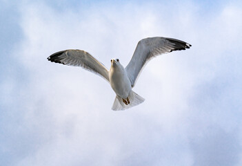 Birds, bird, wings, gulls, gull, tern, hawk, Falcon, sky, atmosphere, clouds, wind, height, flight, sea, day