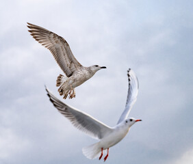 Birds, bird, wings, gulls, gull, tern, hawk, Falcon, sky, atmosphere, clouds, wind, height, flight, sea, day