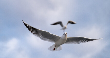 Birds, bird, wings, gulls, gull, tern, hawk, Falcon, sky, atmosphere, clouds, wind, height, flight, sea, day