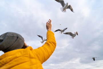 Birds, bird, wings, gulls, gull, tern, hawk, Falcon, sky, atmosphere, clouds, wind, height, flight, sea, day