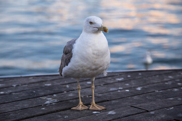 Seagull in the port