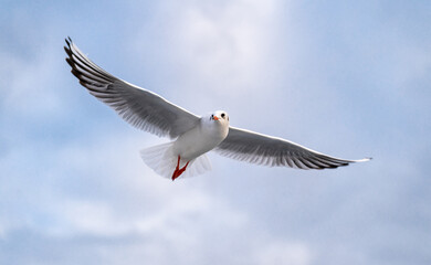 Birds, bird, wings, gulls, gull, tern, hawk, Falcon, sky, atmosphere, clouds, wind, height, flight, sea, day