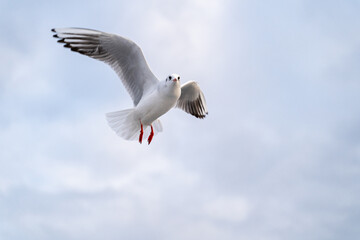 Birds, bird, wings, gulls, gull, tern, hawk, Falcon, sky, atmosphere, clouds, wind, height, flight, sea, day