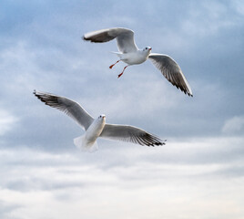 Birds, bird, wings, gulls, gull, tern, hawk, Falcon, sky, atmosphere, clouds, wind, height, flight, sea, day