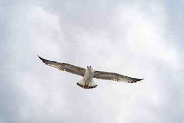 Birds, bird, wings, gulls, gull, tern, hawk, Falcon, sky, atmosphere, clouds, wind, height, flight, sea, day