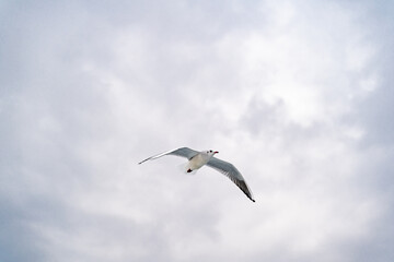 Birds, bird, wings, gulls, gull, tern, hawk, Falcon, sky, atmosphere, clouds, wind, height, flight, sea, day