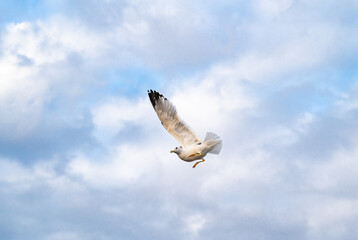 Birds, bird, wings, gulls, gull, tern, hawk, Falcon, sky, atmosphere, clouds, wind, height, flight, sea, day