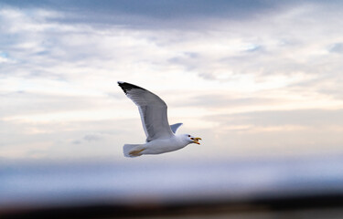 Birds, bird, wings, gulls, gull, tern, hawk, Falcon, sky, atmosphere, clouds, wind, height, flight, sea, day