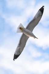 Fototapeta na wymiar Birds, bird, wings, gulls, gull, tern, hawk, Falcon, sky, atmosphere, clouds, wind, height, flight, sea, day
