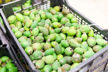 green fresh feijoa fruit in a basket on the counter of a hypermarket