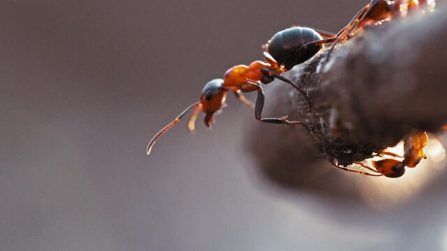 Red Wood Ant searching on a stick