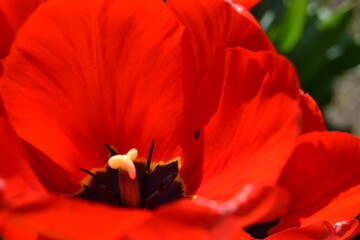 Red tulip 