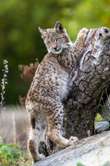 Lynx in green forest with tree trunk. Wildlife scene from nature. Playing Eurasian lynx, animal behaviour in habitat. Wild cat from Germany. Wild Bobcat between the trees