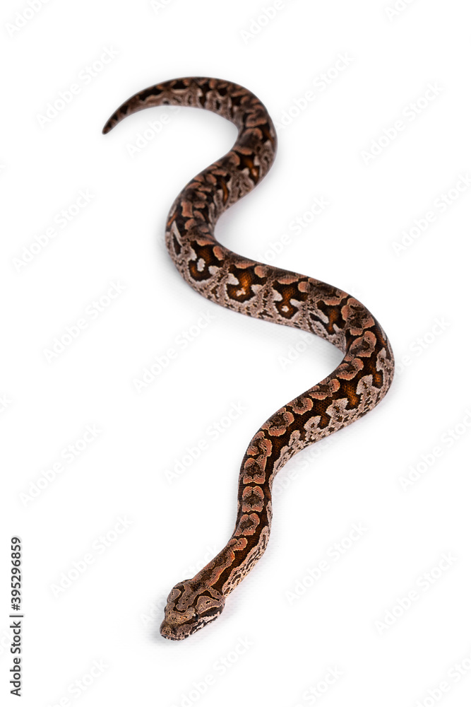Aufkleber top view full lenght of dumeril's boa aka acrantophis dumerili snake. isolated on white background.