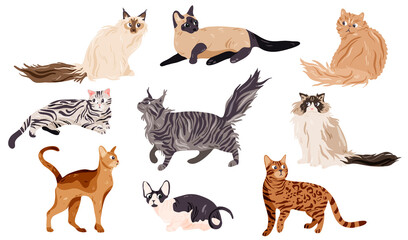Collection of different cat breeds isolated on white. Set kitty, feline elements. Cartoon doodle hand drawn style.