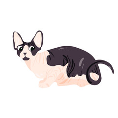 Isolated on white Sphynx cat vector illustration. Canadian breed design element. Pet in cartoon style.
