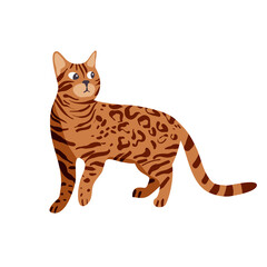 Fototapeta na wymiar Isolated on white bengal cat vector illustration. Asian breed design element. Pet in cartoon style.