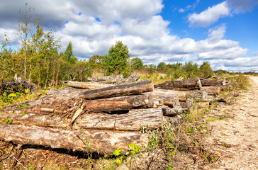 Broken old cut tree logs piled up near a forest road