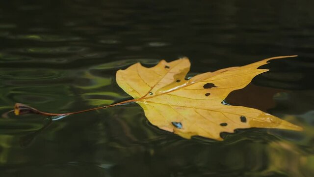 single leaf on water close up