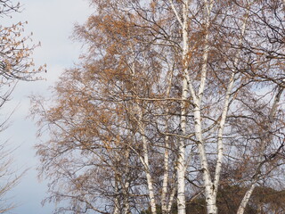 寒い地方に育つ美しい白樺の木