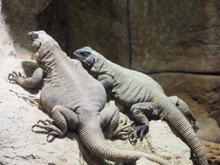 二匹で仲良く寄り添っているトカゲ