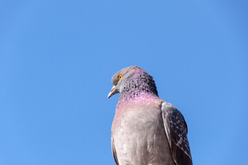 Portrait of a Lonely urban pigeon dove sits on crossbeams against a blue sky.