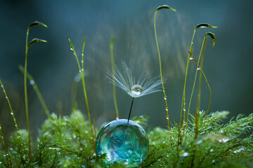 Dandelion on Crystall