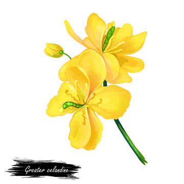 Greater celandine or Chelidonium majus yellow flowers isolated digital art illustration. Perennial herbaceous plant in e poppy family Papaveraceae, genus Chelidonium. Herb with known adhesive effect.