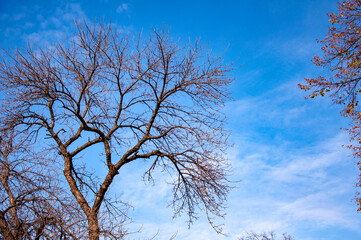 Trees without leaves in autumn at a day with blue sky. Bare tree branches against the sky.
