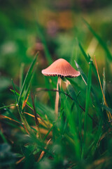 A Macro image close up of a conecap mushroom or latin name Genus Conocybe surrounded by grass