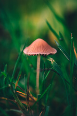 A Macro image close up of a conecap mushroom or latin name Genus Conocybe surrounded by grass