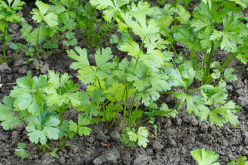 Fresh parsley growing on a garden bed