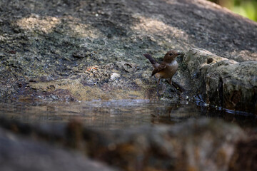 Abbot 's Babbler