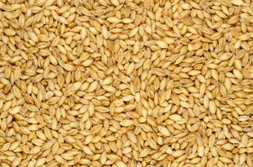 Hulless barley grains, background and surface. Also called naked barley, a variation of Hordeum...