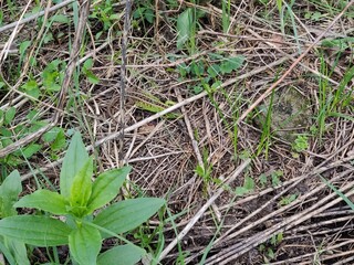 hand holding a grass