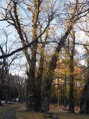 初冬の落葉したポプラの木