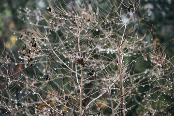 Many shiny sliver water drops on a dried up plant. Beautiful abstract nature background, bright expressive artistic image. After rain on a cold, grey and foggy autumn morning.